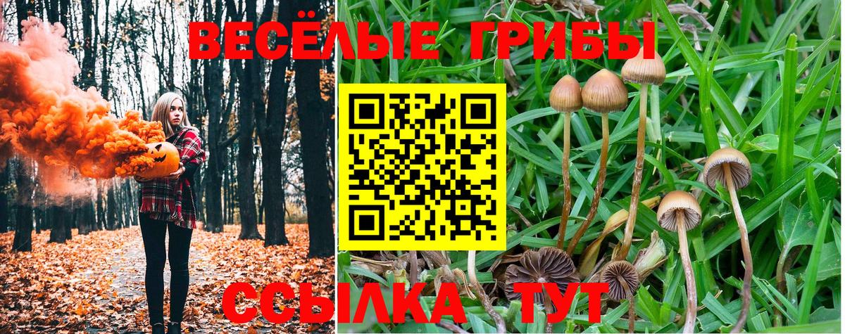 Псилоцибиновые грибы MAGIC MUSHROOMS  Псилоцибиновые грибы Psilocybine cubensis  Вход с VPN  купить наркотики цена  Урюпинск 